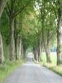 danish trees on a danish road