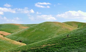 Green hills 