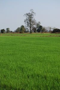 Fields of rice dot the landscape.