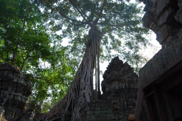 Trees at Ta Phrom 