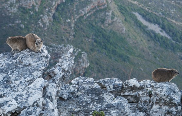 What happens when a Dassie has acrophobia?