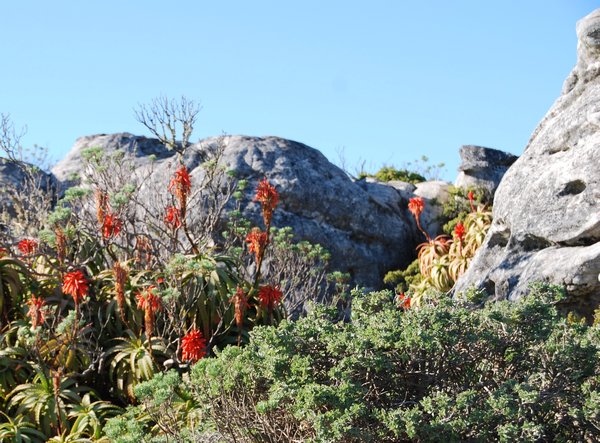 Flowers are sparsely scattered over the rocky terrain