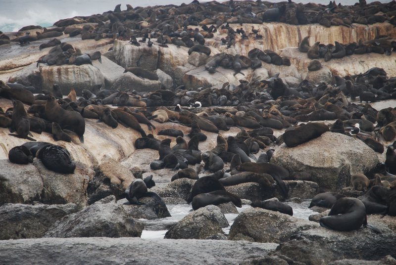 An island of seals