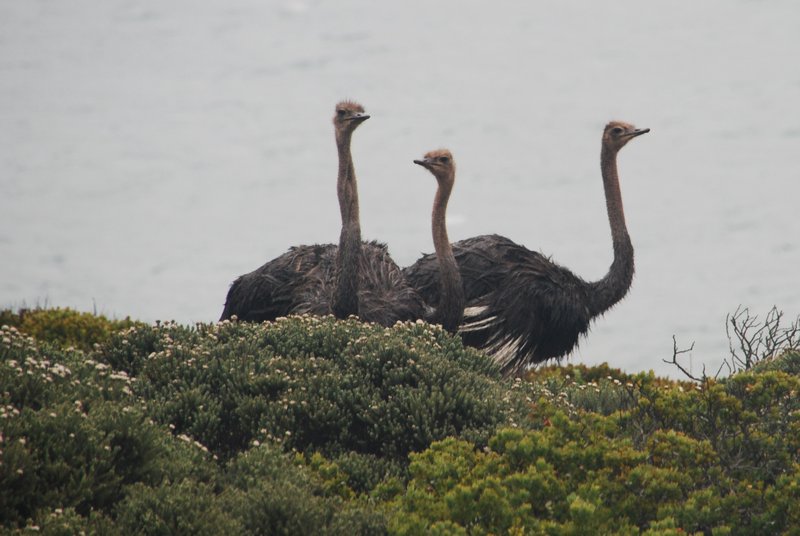 Ostriches at Cape Nature Reserve