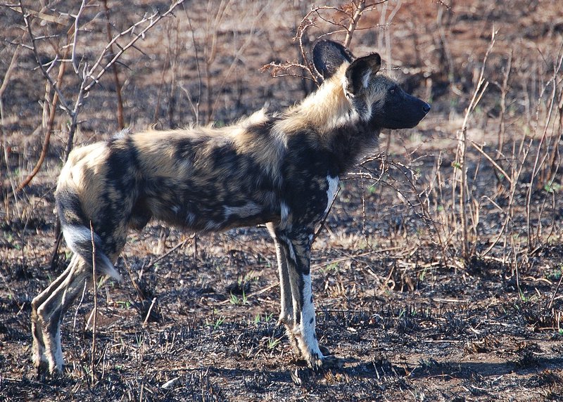 Wild dogs are relentless when on the hunt