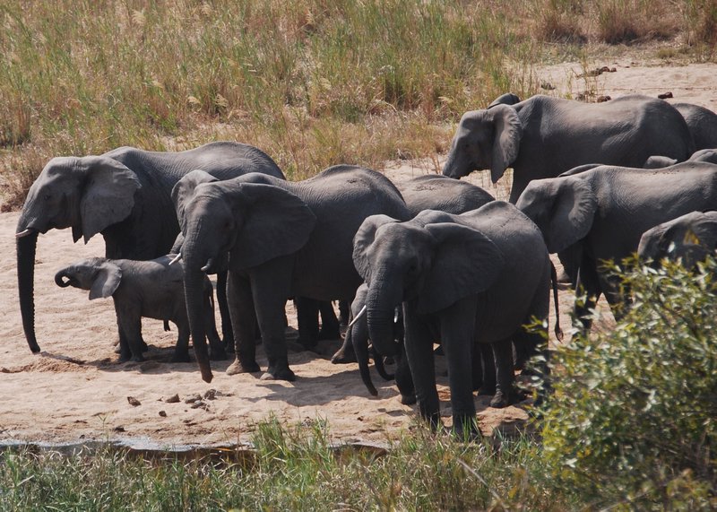 Elephant herd by the river