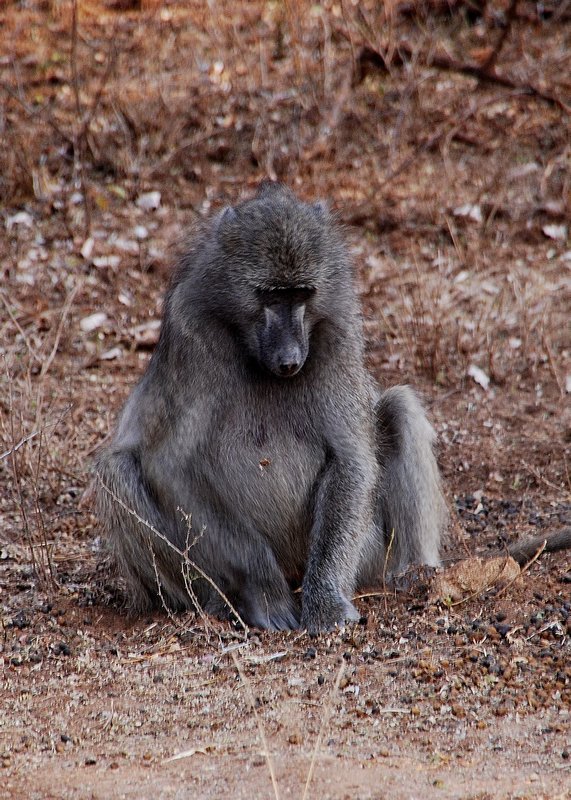 Do baboons contemplate their navels?
