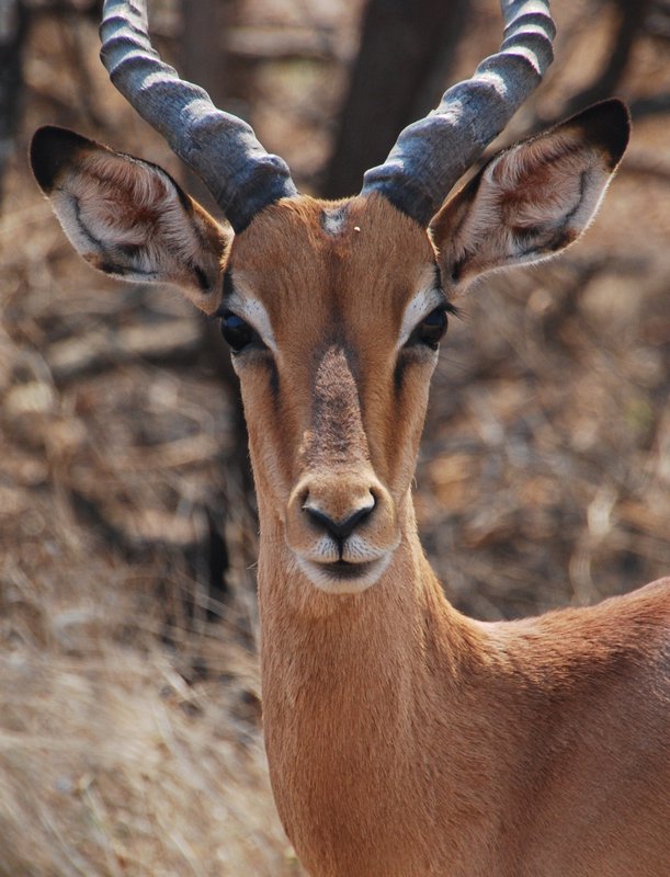 Impalas are such beautiful animals