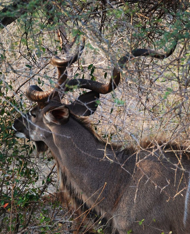 Male kudu antelope