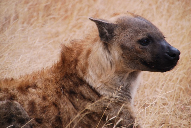 Hyena sat right by the road