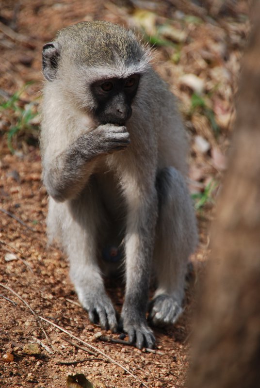 Vervet monkey at lodge