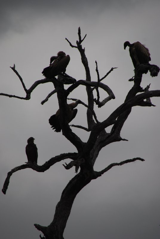 Vultures share tree with eagle