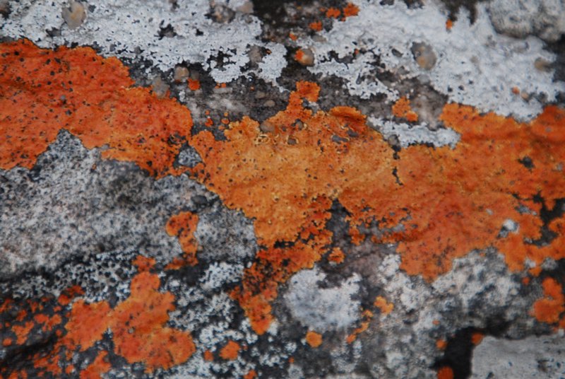 Lichen contribute to the colors