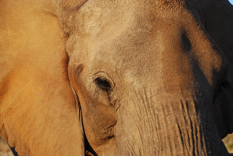 Close encounter of the elephant kind