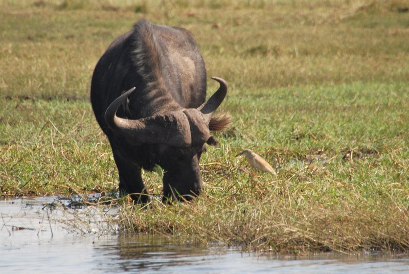 Buffalo on the banks of Chobe River