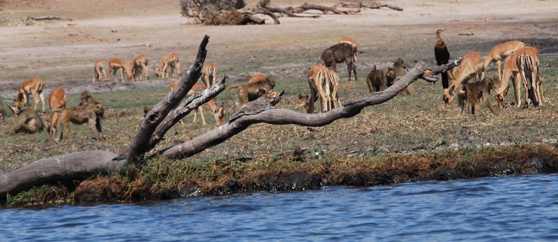 Baboons and impala forage together 