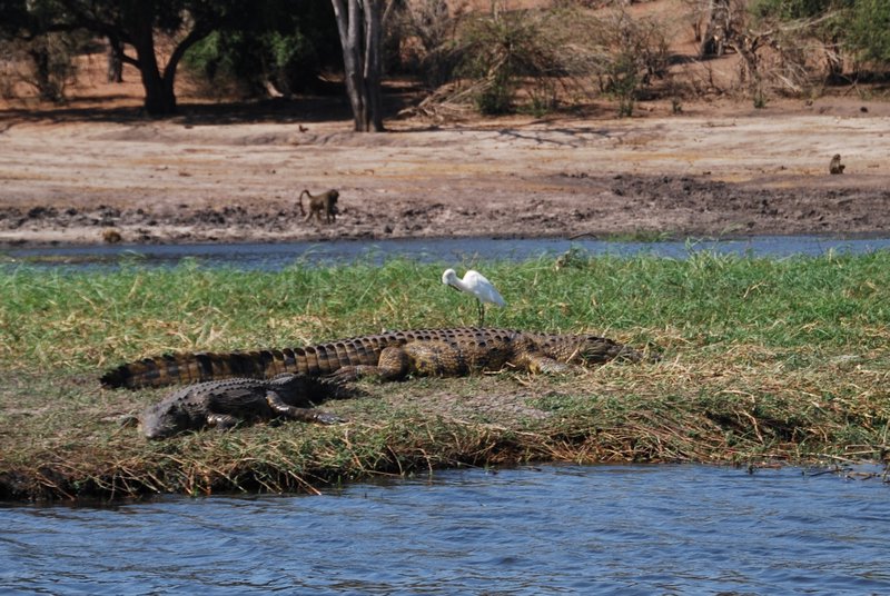 This egret seems to be unaware it's standing on a croc
