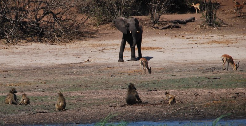 Love the mix of animals at Chobe