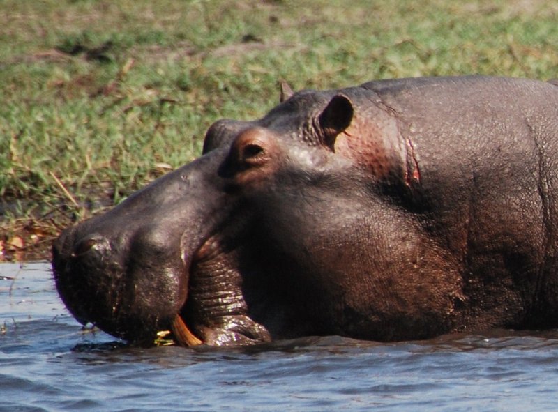 This hippo has had a rough time