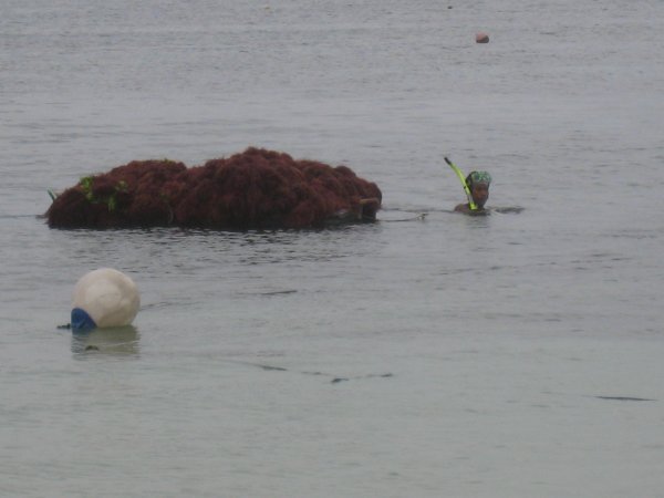 Seaweed Harvest at Nusa Dua