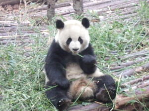 Panda munching