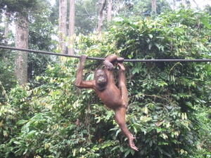 Orangutan chill