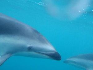 Dolphin kiss