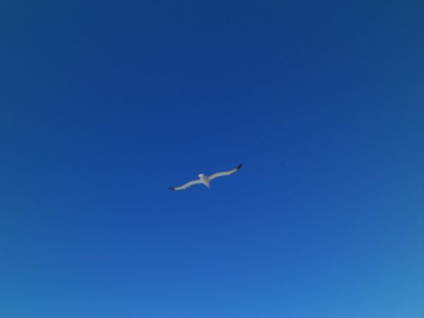 Albatross soaring above us