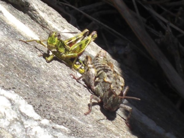Some friendly grasshoppers