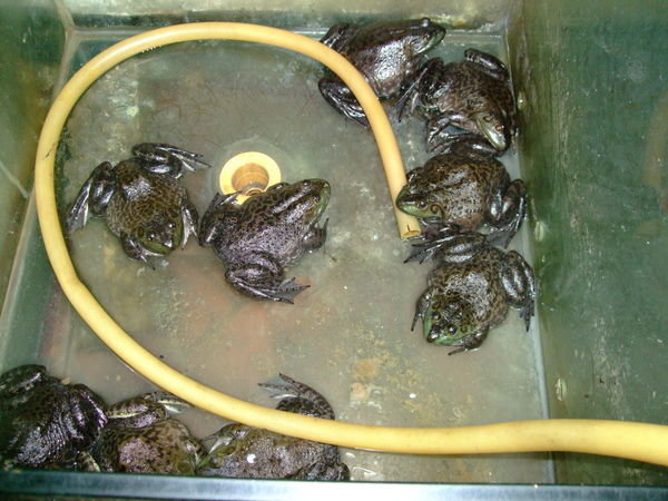 Frogs ready to be eaten