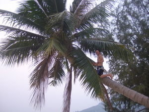 Ross climbing for coconuts