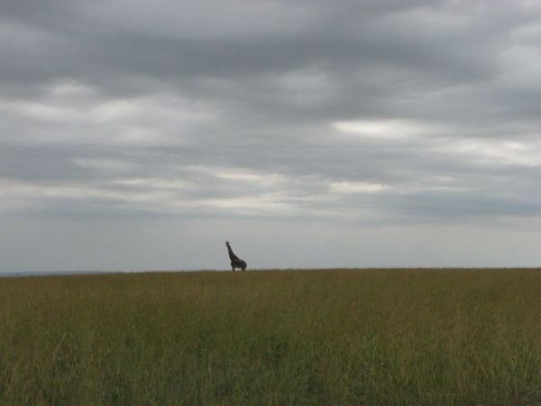 A storm and a giraffe on the horizon
