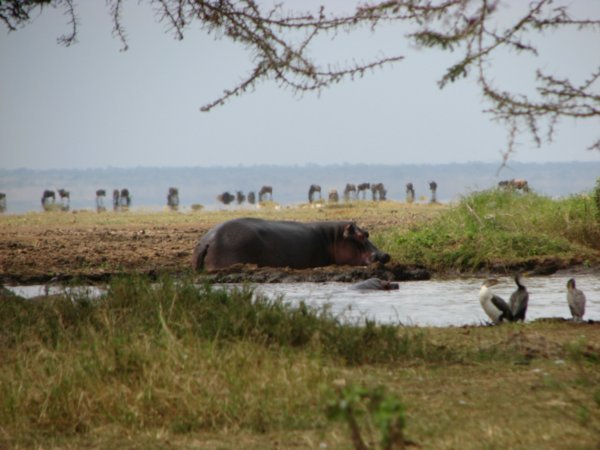 Hippo Pool at Manyara