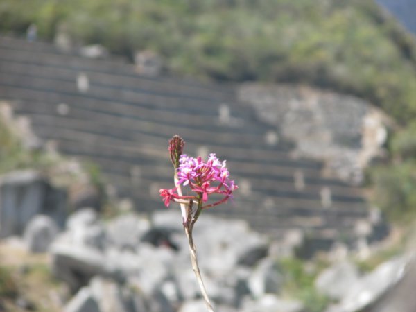 Flower with Terraces Behind