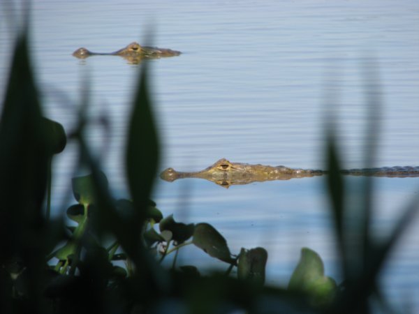 Crocs in the swamp