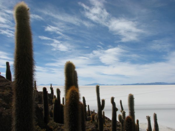 Cacti in the Salar