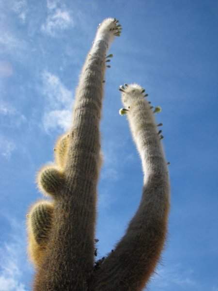 A big cacti