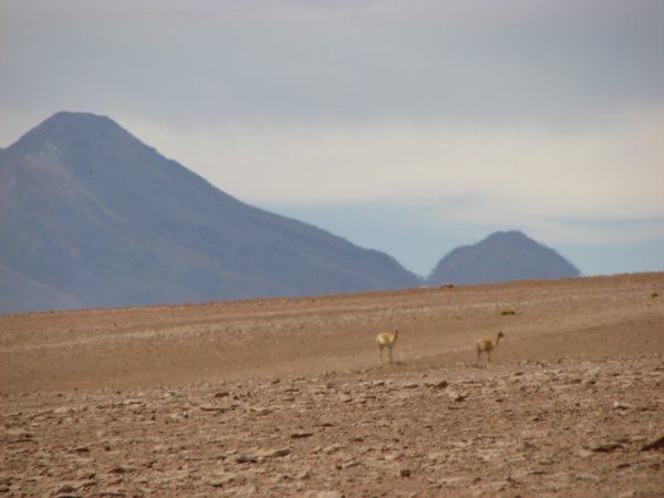 Vicunas distorted in the heat