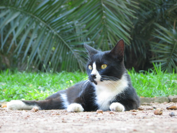 Palermo Botanical Garden cats