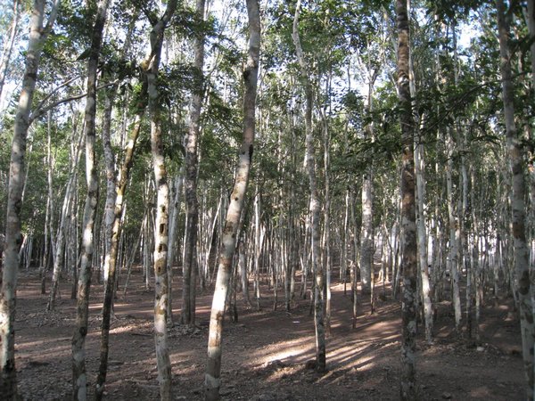 A maze of trees at Coba
