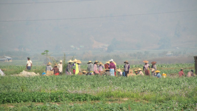 Shan women working in the fields