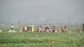 Shan women working in the fields