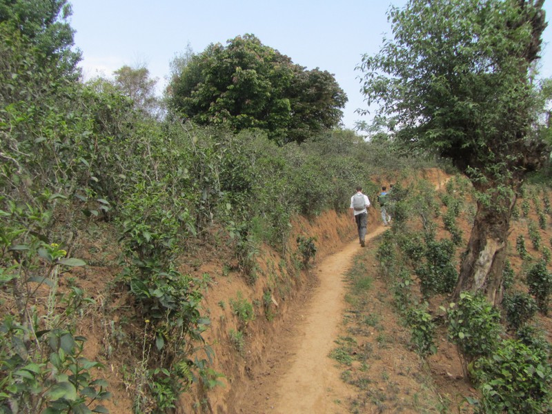 Hiking through tea plantations