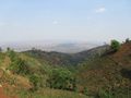 View over a tea plantation 