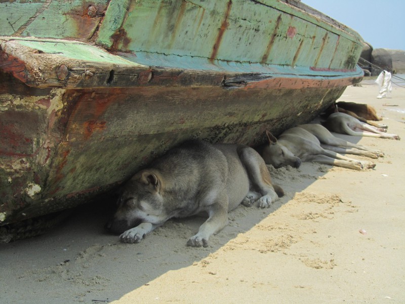 Dogs finding some shade in the fishing village