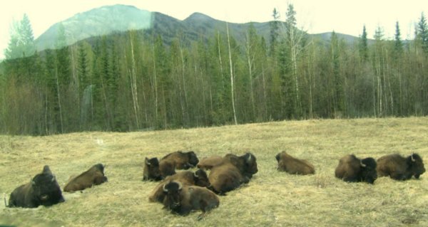 Bison on road, Yukon