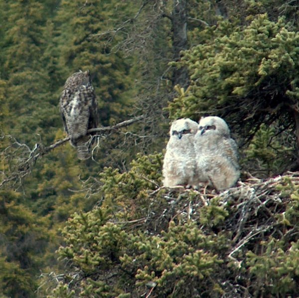 Great Horned Owl Nest 5-13-2008 2-23-26 PM 889x887