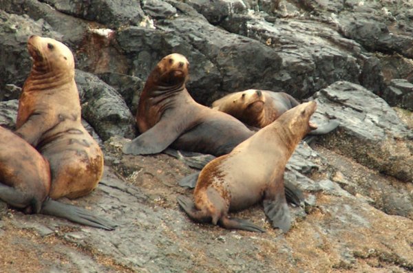 Sea Lions in Fjord NP
