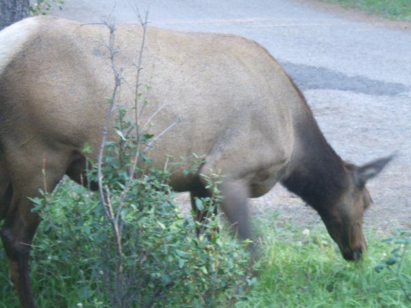 Elk Up Close at Jasper 8-5-2008 6-57-12 PM 3488x2616