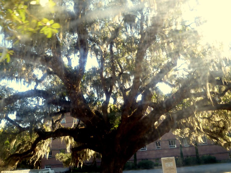 Savannah's Baby-Old live oak